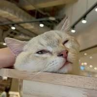 林羽琳