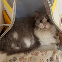 Gucchi