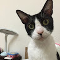 小鑫
