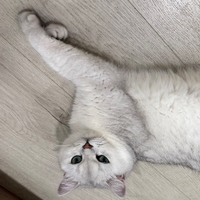 Zychen