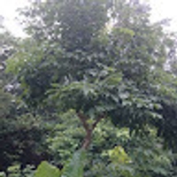 彭奕翔（Vinsen）