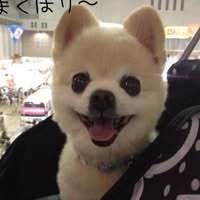Shu Jin Tsai