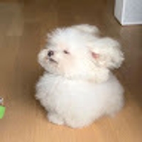 Ailee