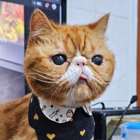 貓朵°