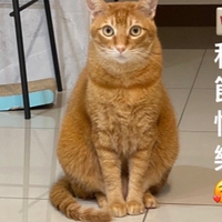 菜脯