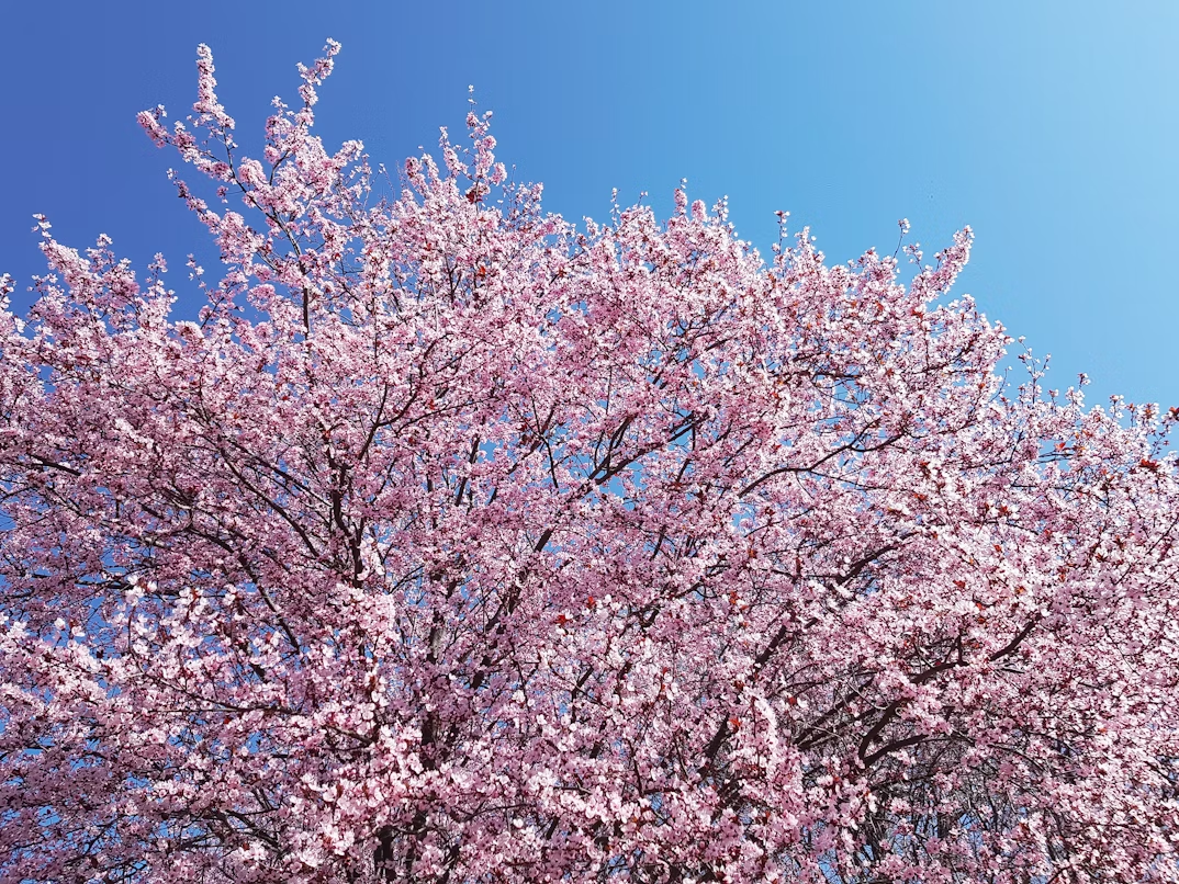 日本櫻花季 | 粉色浪漫，最夢幻的蜜月時光