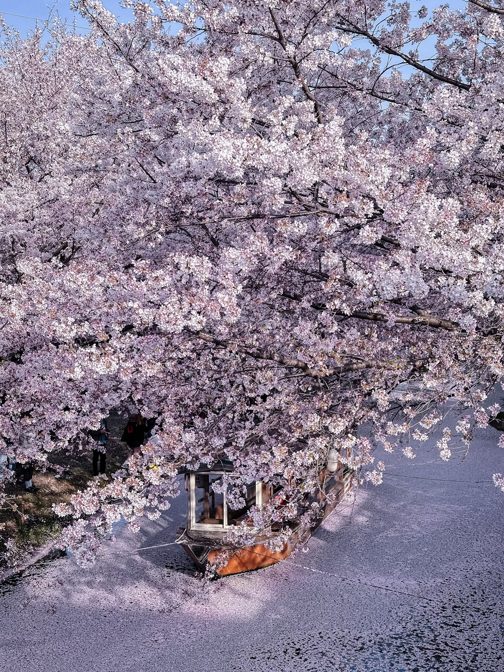 日本櫻花季 | 粉色浪漫，最夢幻的蜜月時光