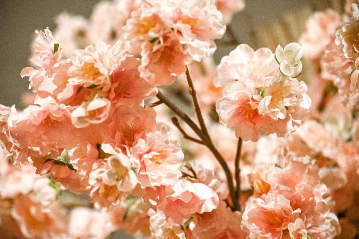 西班牙桃花 | 桃花仙境中的浪漫約定
