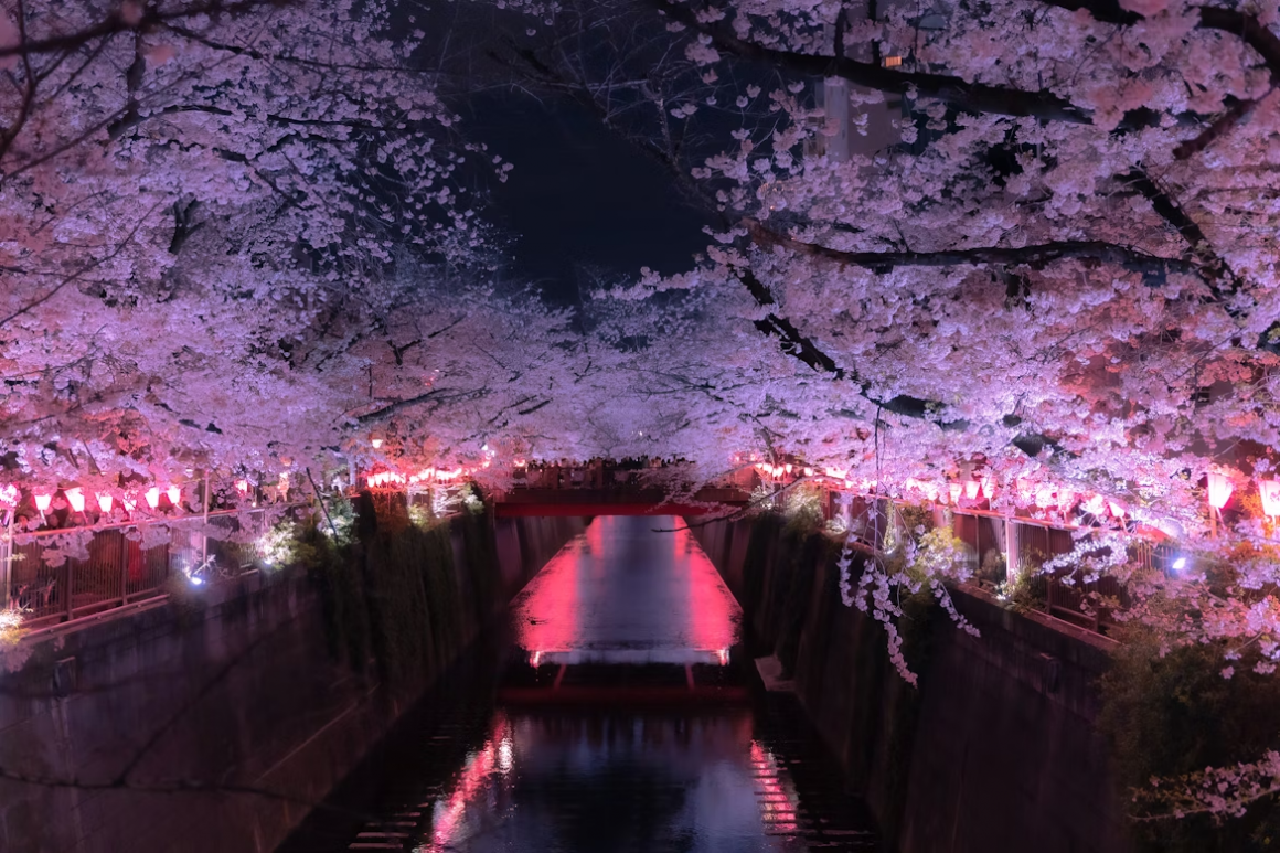 賞花蜜月旅行小建議