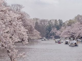 蜜月花季